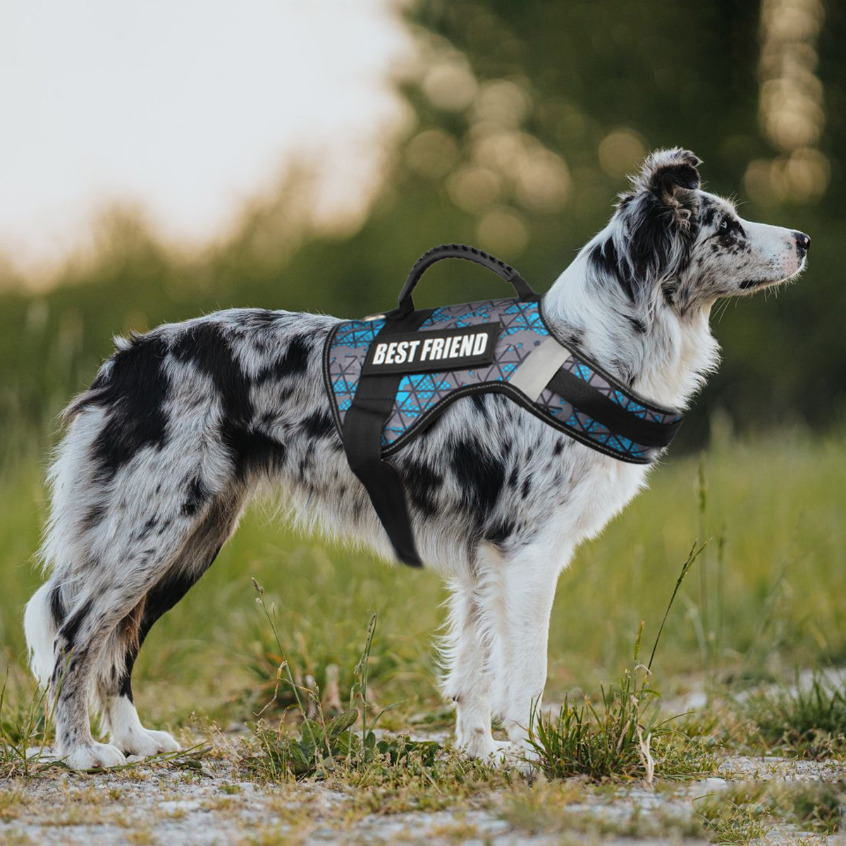 Custom Dog ID Tags For Harness - đánh giá và giá Sewing Label